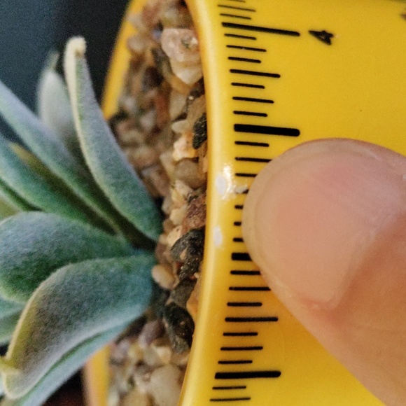 Planter for teacher with faux succulent - Picture 11 of 11